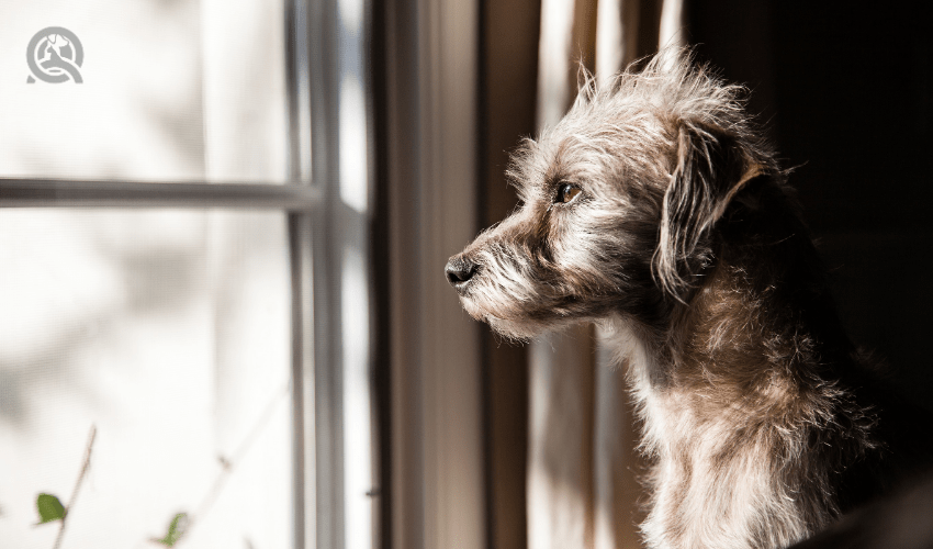 dog staring out window