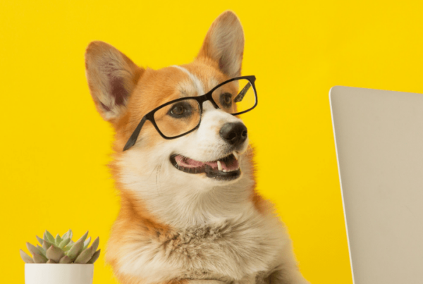 QC Pet Studies corgi wearing glasses, sitting at table and looking at laptop