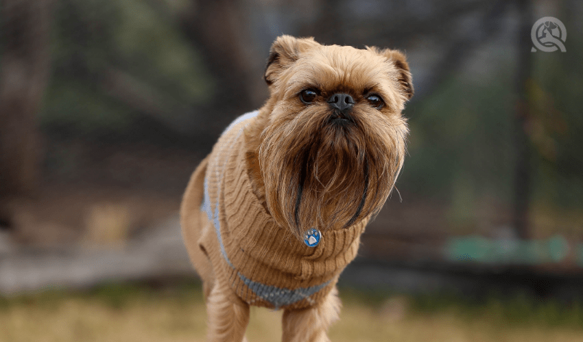 dog wearing sweater