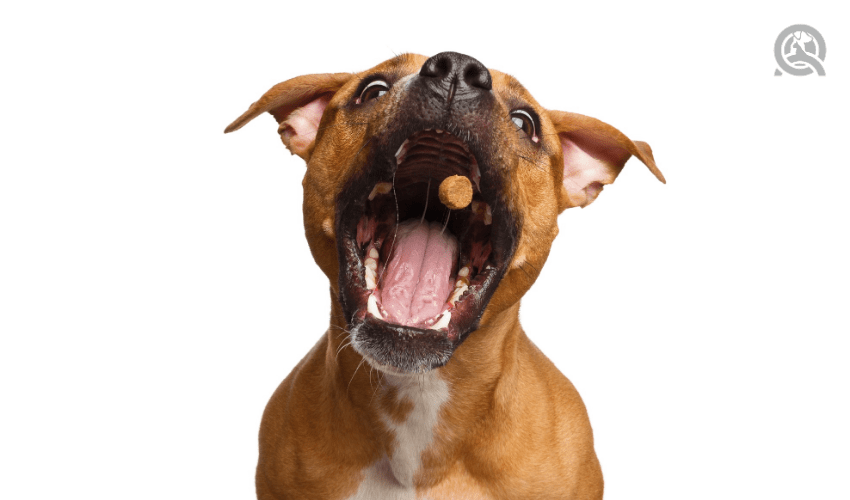 dog about to catch a treat