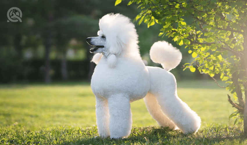 How to Groom a Poodle A Crash Course Sniffin Around