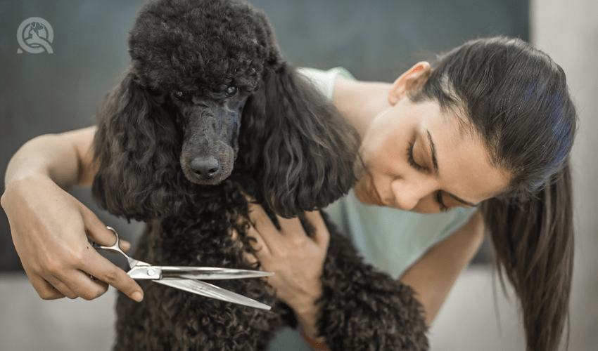 groom a poodle female groomer trimming black poodle's coat