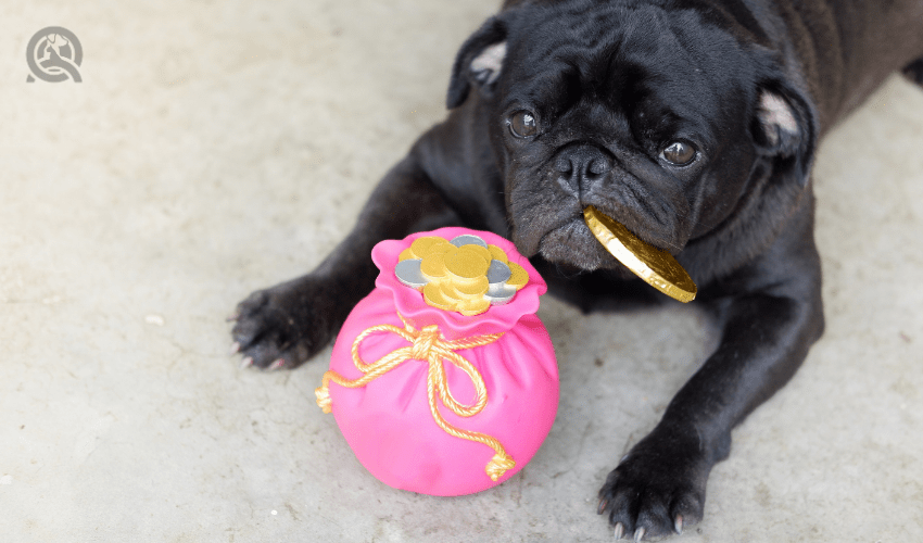 black pug with piggy bank