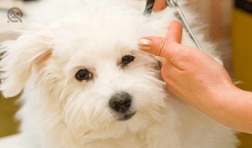 white dog getting haircut