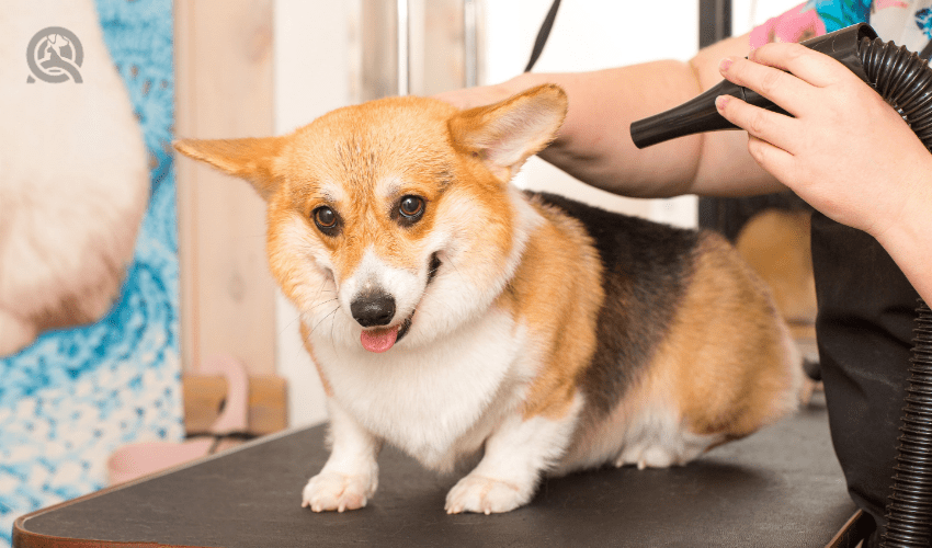 corgi getting blog dried by dog groomer