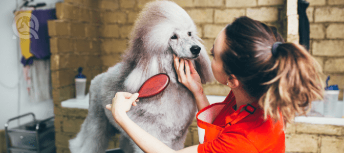 Which of these career paths can you pursue as a certified groomer?