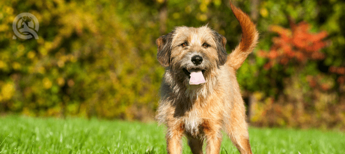 What should you consider before grooming a mixed breed dog?