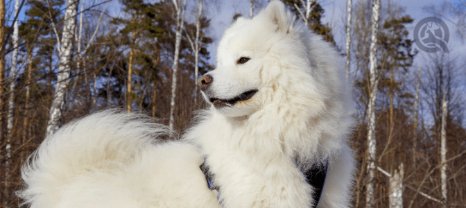 TRUE or FALSE: You should never shave a double-coated dog.