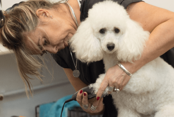 dog grooming package ideas article feature image