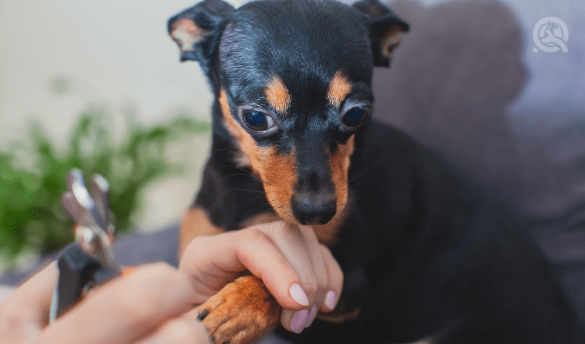 puppy getting nails trimmed by dog groomer