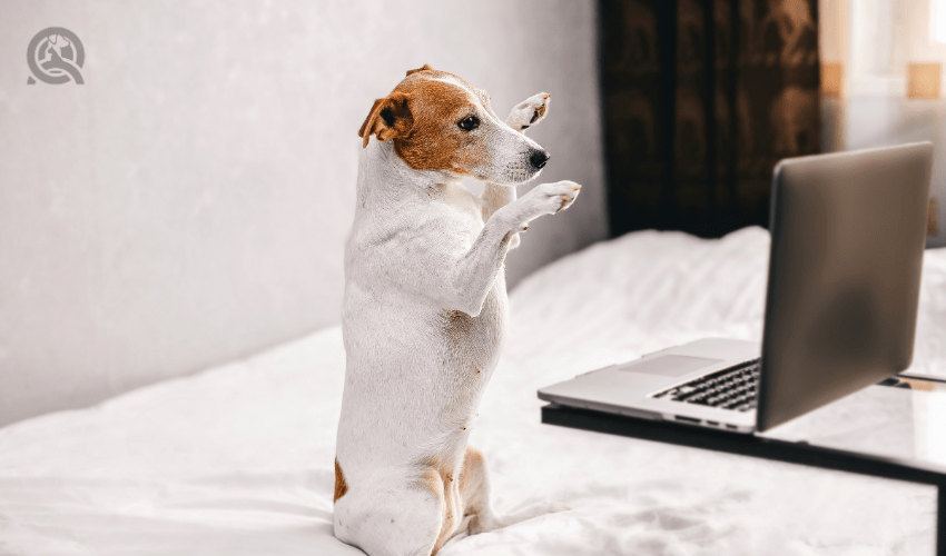 dog on laptop