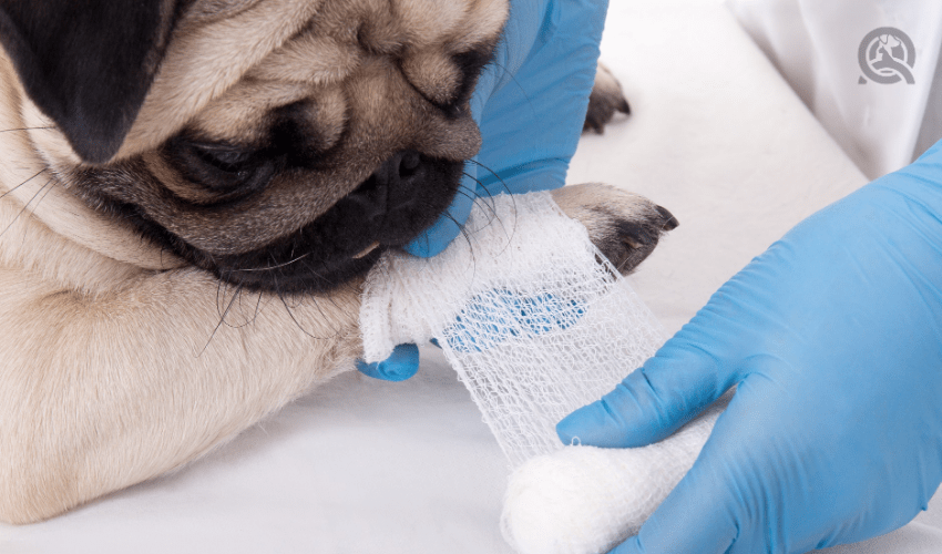 first aid, injured dog having paw wrapped up by dog groomer