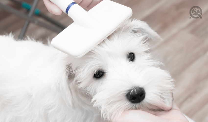 groomer brushing dog with slicker brush