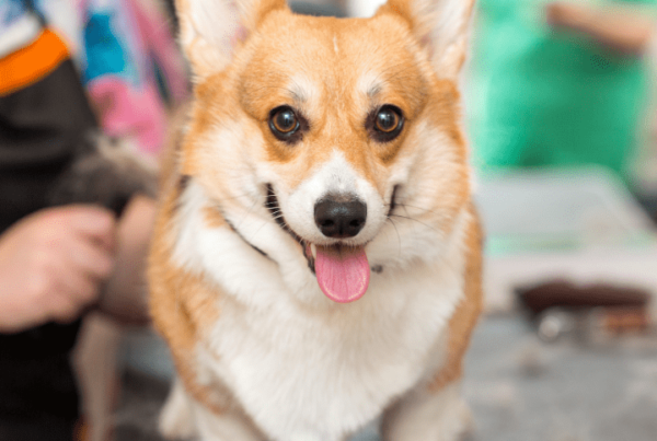 Dog haircut styles article, Apr 9 2021, Feature Image, Corgi getting haircut at groomers