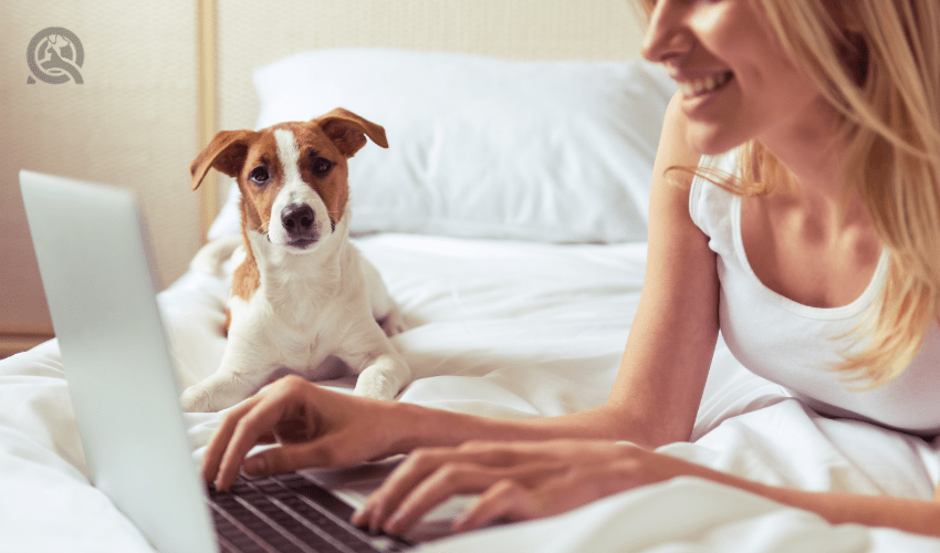 dog on bed, watching owner type on laptop