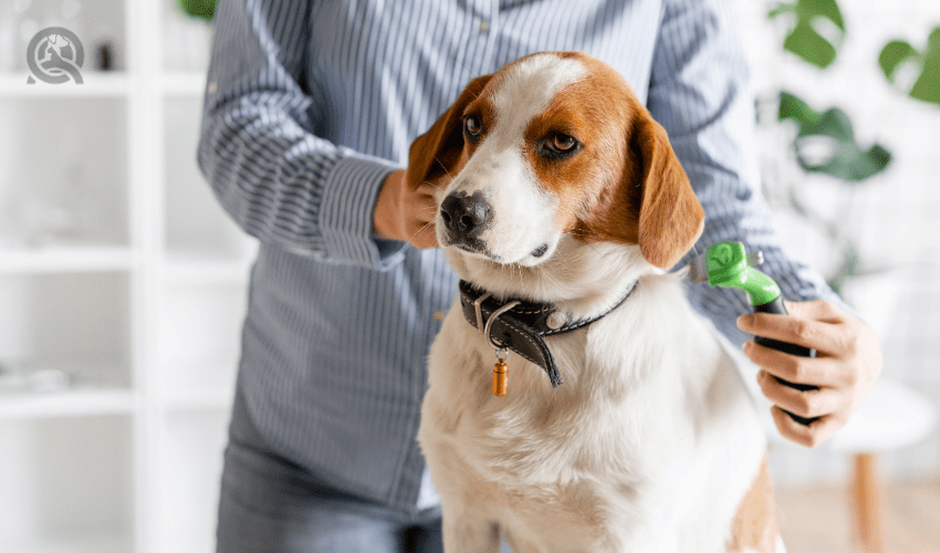 Dog being groomed by owner at home