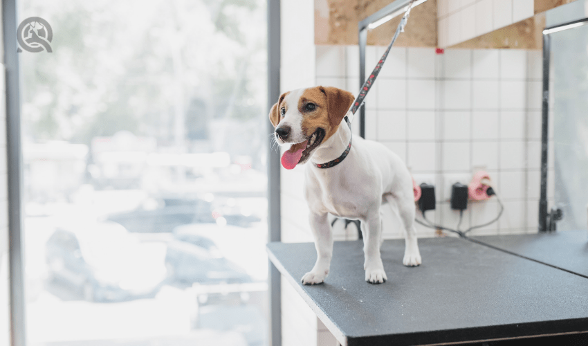 Dog on grooming table at salon