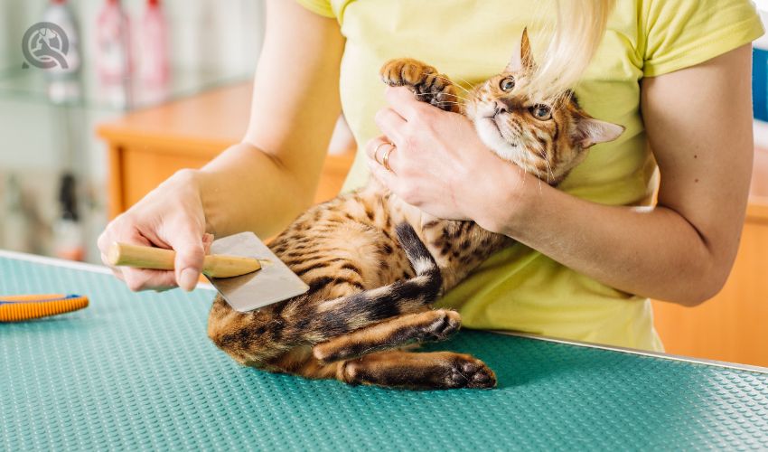 Cat getting groomed at salon