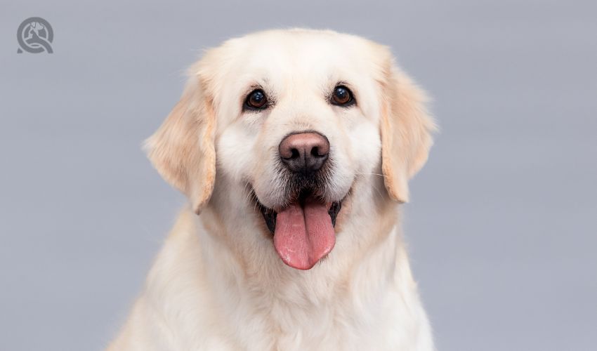 Happy golden retriever portrait