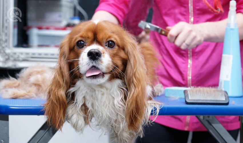 Cocker Spaniel getting groomed at salon