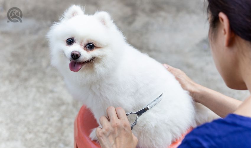 Woman owner cutting Pomeranian dogs hair with scissors during coronavirus quarantine.