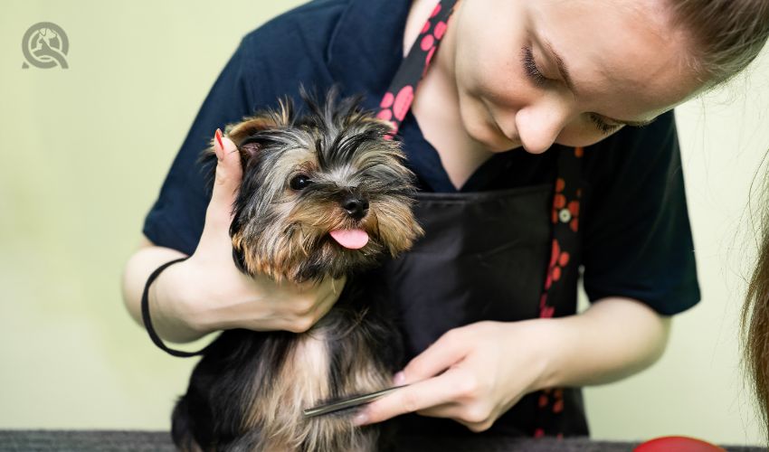 Dog groomer brushing out small dog at salon