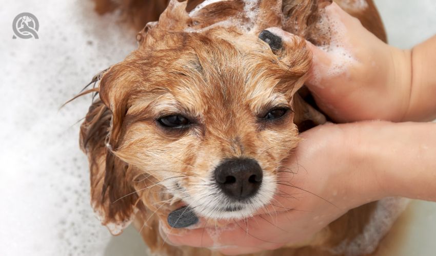 The hands of a young girl are carefully washed by a red dog in a white bath. The German Spitz owner thoroughly washes the wool