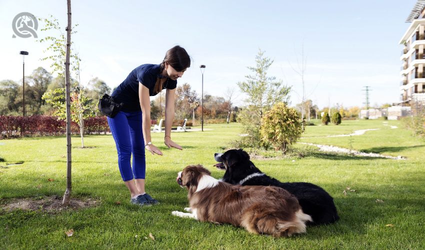 Dog trainer working with two dogs during session, working on lie down command