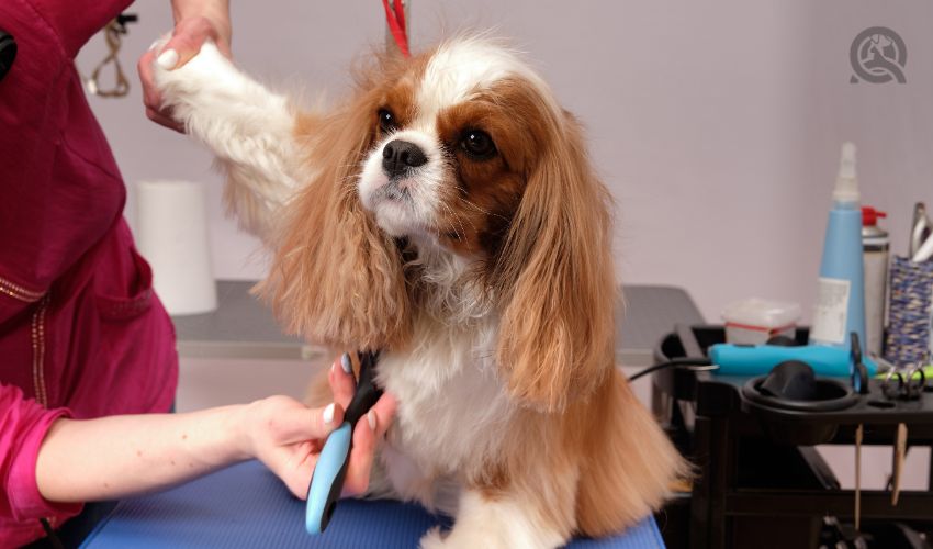 Cocker Spaniel getting groomed on grooming table