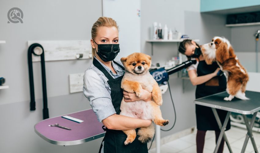 Female groomers with protective face masks brushing Pomeranian dog and Cavalier King Charles Spaniel at grooming salon.