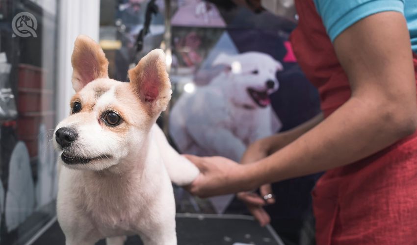 Dog groomer trimming dog's back paw