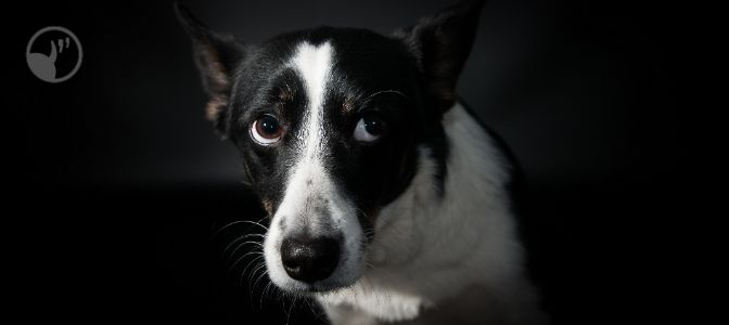 Dogs use calming signals to say: