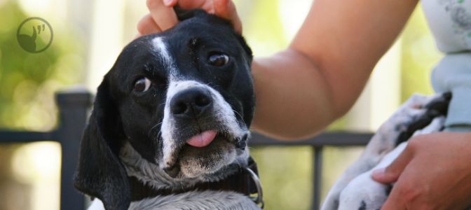 When a dog exhibits a calming signal, what should you do?