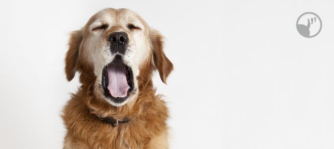 Yawning is also a common calming signal. What are some of the most likely reasons a dog might yawn during a training session?