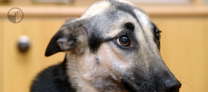 When a dog tucks its ears back like this, what are they trying to tell you?