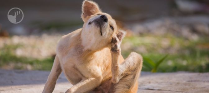 You're training a group of dogs and notice that one of them suddenly stops and scratches around their neck. Why are they doing this calming signal?