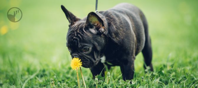 Sniffing can also be a calming signal. Why might a dog start sniffing the ground during a training session?