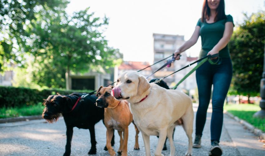 Dog walker enjoying with dogs while walking outdoors.