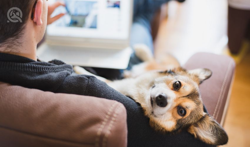 A man working at home during home office with a red and happy welsh corgi pembroke dog