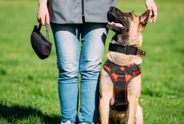 How to become a dog trainer Feature Image