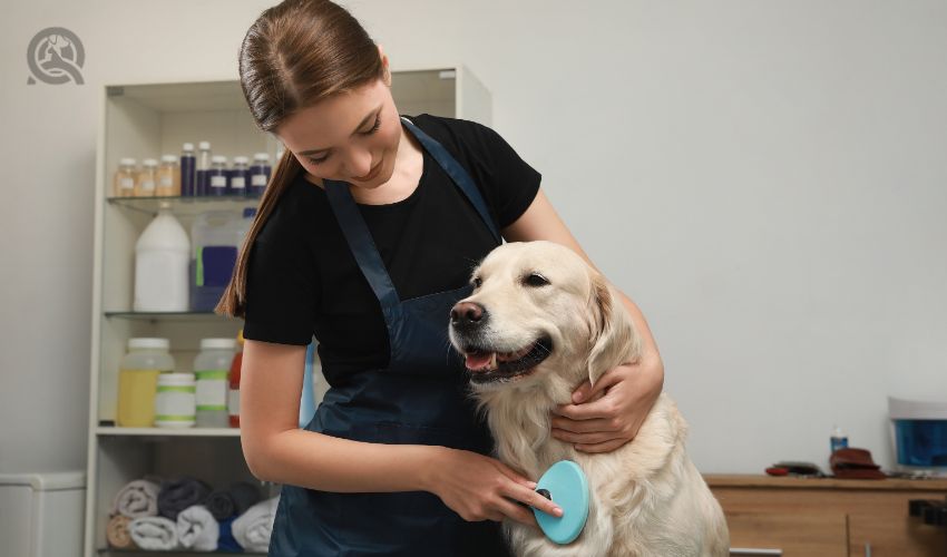 Professional groomer brushing fur of cute dog in pet beauty salon