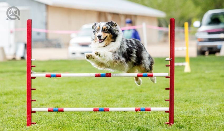 Dog in an agility competition set up in a green grassy park