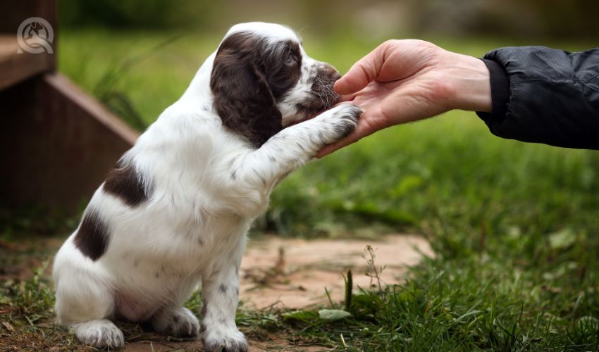 Start a dog training business in-post image 5, puppy learning how to shake