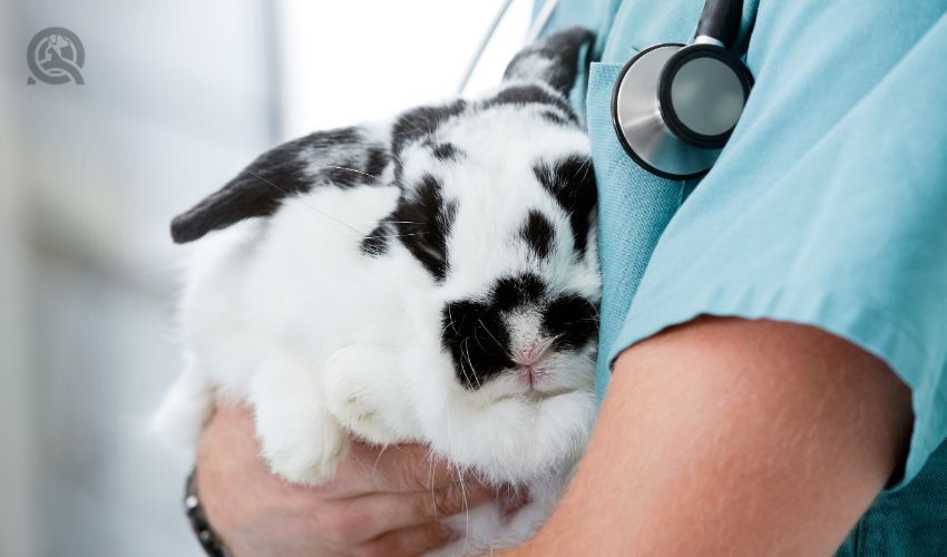 Mid section of young male veterinarian doctor carrying a rabbit at medical clinic