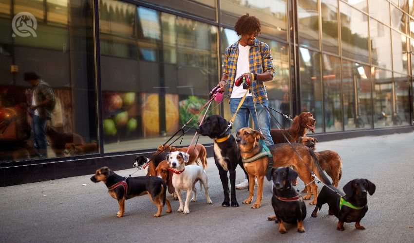 Dogs on the streets on leash with smiling man professional dog walker