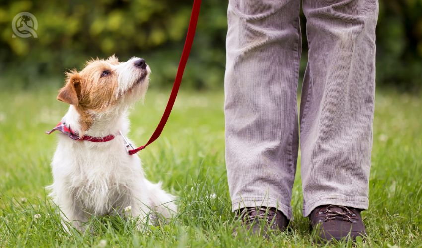 Obedient cute smart jack russell terrier dog puppy sitting in the grass on leash and looking up to his owner. Pet obedience training concept.