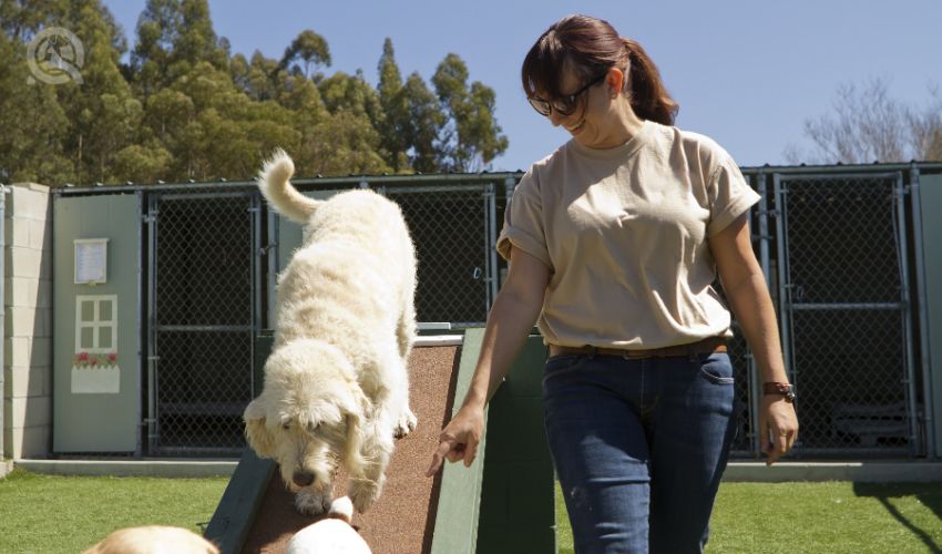 A mixed-breed poodle at a pet boarding facility