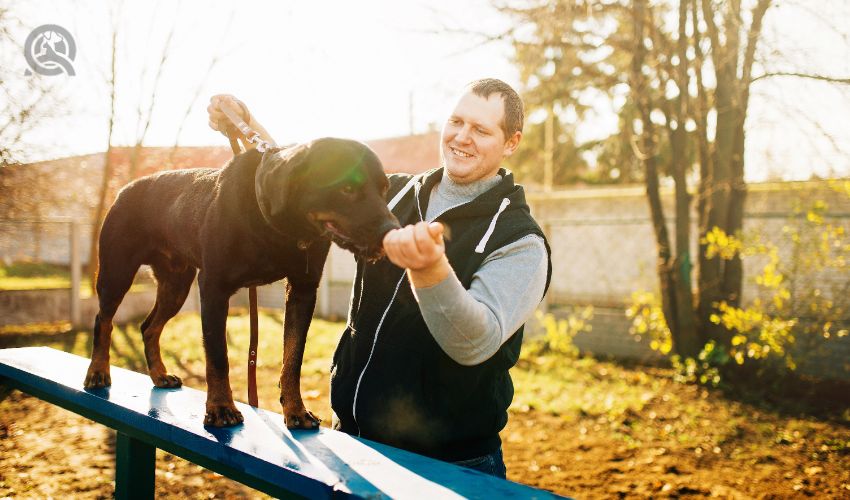 Cynologist training sniffing dog on playground