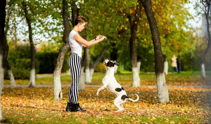 Girl in black and white clothes with black and white dog stafford play on the ground at park outdoor