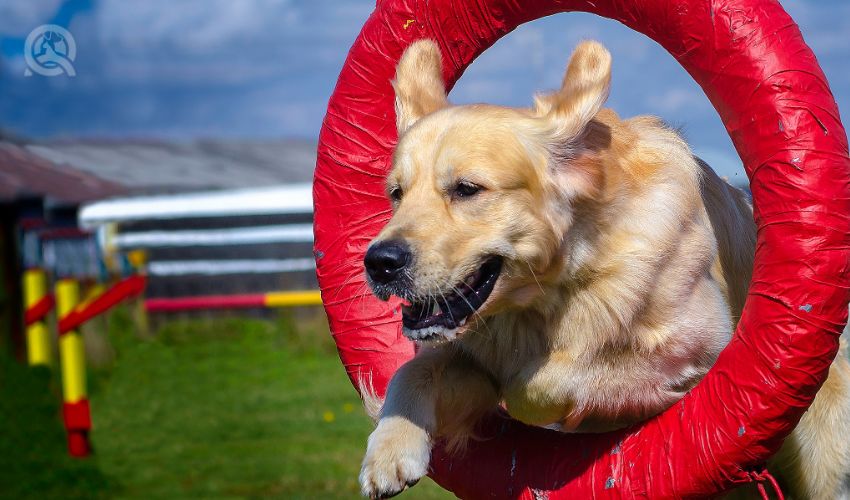 Golden Retriever Jumping Through a Tire